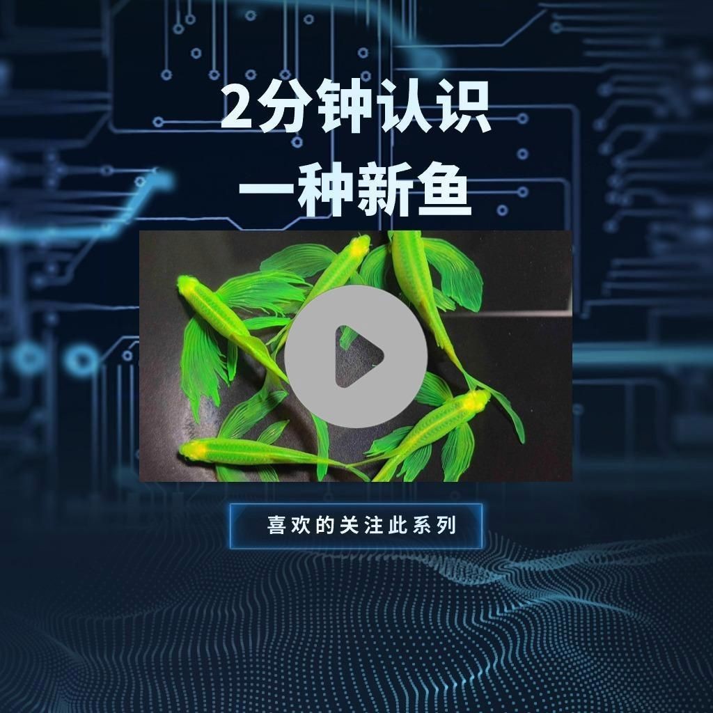 秘魯和埃及神仙魚的區(qū)別【養(yǎng)魚如何正確分辨出秘魯和埃及神仙魚的差別】