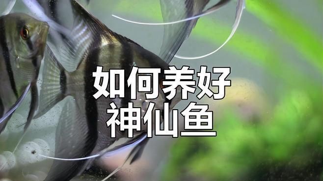 秘魯和埃及神仙魚的區(qū)別【養(yǎng)魚如何正確分辨出秘魯和埃及神仙魚的差別】