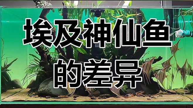 秘魯和埃及神仙魚的區(qū)別【養(yǎng)魚如何正確分辨出秘魯和埃及神仙魚的差別】