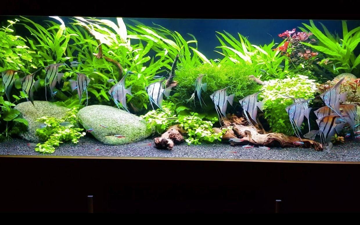 秘魯和埃及神仙魚的區(qū)別【養(yǎng)魚如何正確分辨出秘魯和埃及神仙魚的差別】