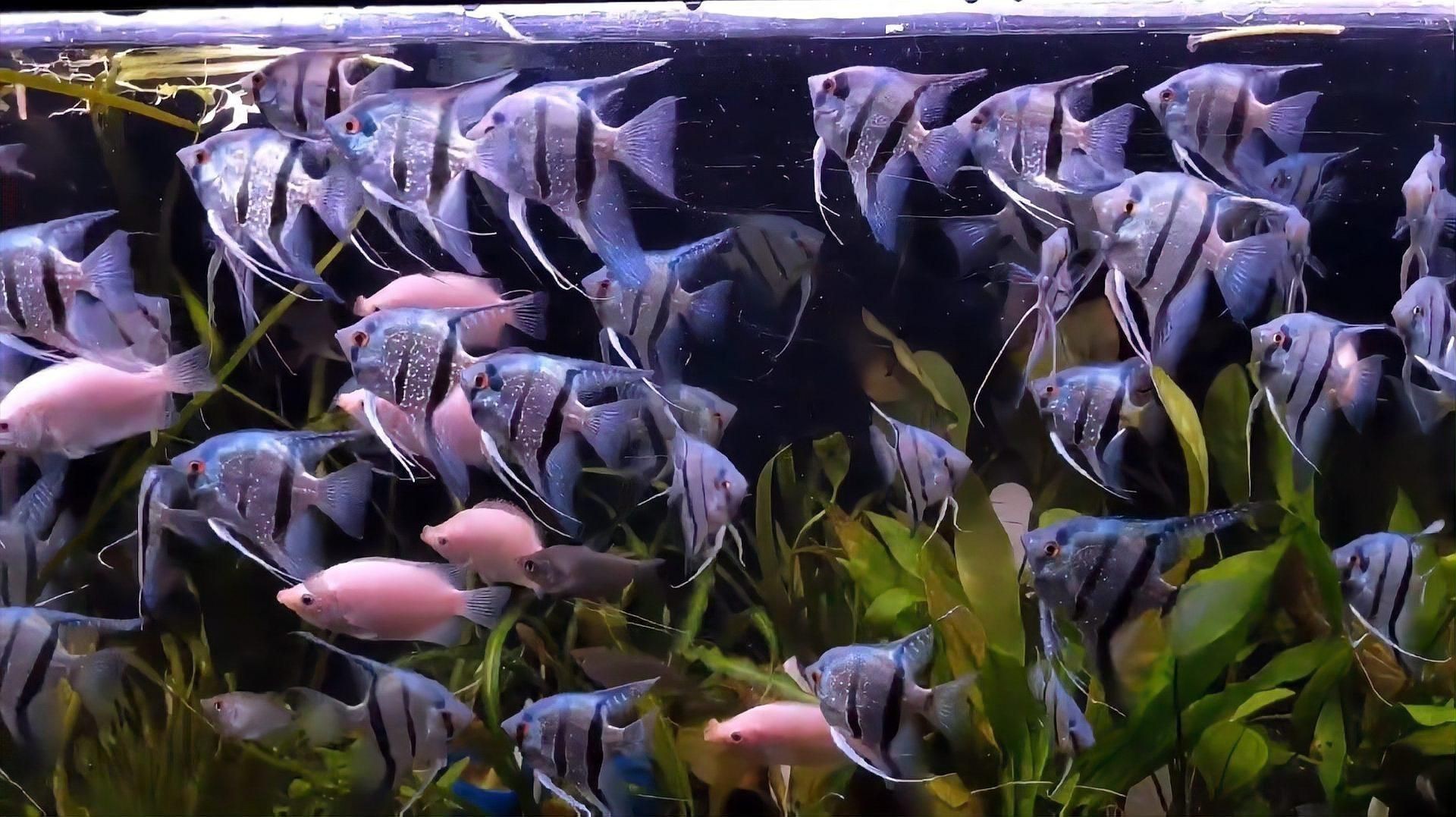 秘魯和埃及神仙魚的區(qū)別【養(yǎng)魚如何正確分辨出秘魯和埃及神仙魚的差別】
