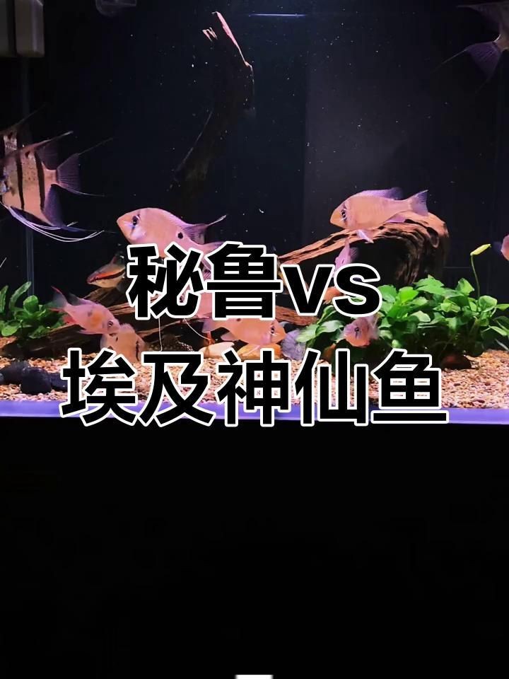 秘魯和埃及神仙魚的區(qū)別【養(yǎng)魚如何正確分辨出秘魯和埃及神仙魚的差別】