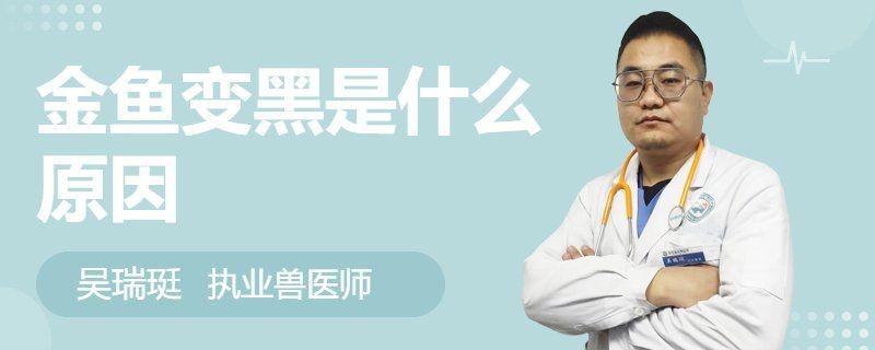 金魚變黑了預示著什么【金魚變黑是什么原因】