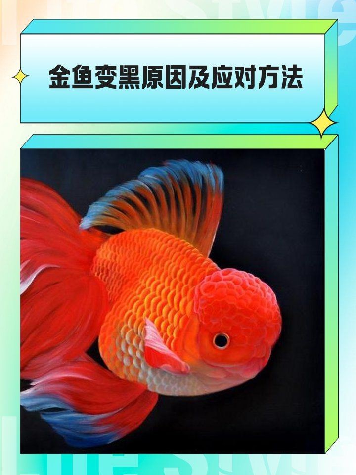 金魚變黑了預示著什么【金魚變黑是什么原因】