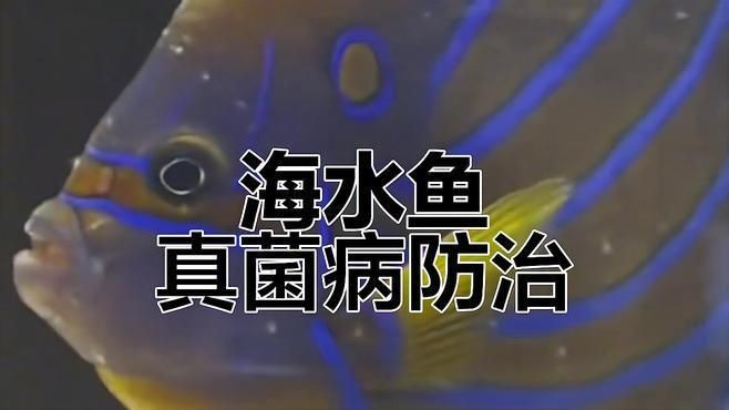 如何判斷魚缸是否感染真菌？【如何判斷魚缸是否感染真菌】