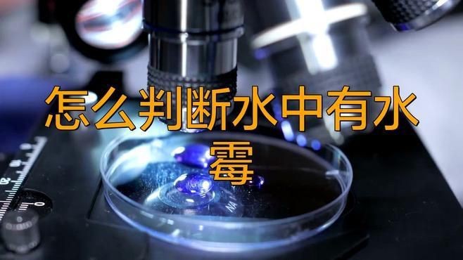 如何判斷魚缸是否感染真菌？【如何判斷魚缸是否感染真菌】