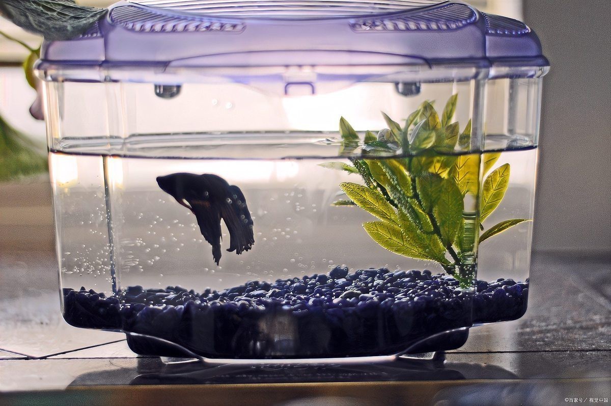 死過魚的魚缸消毒用什么最好【影視奇事，魚缸消毒殺菌用什么藥好】