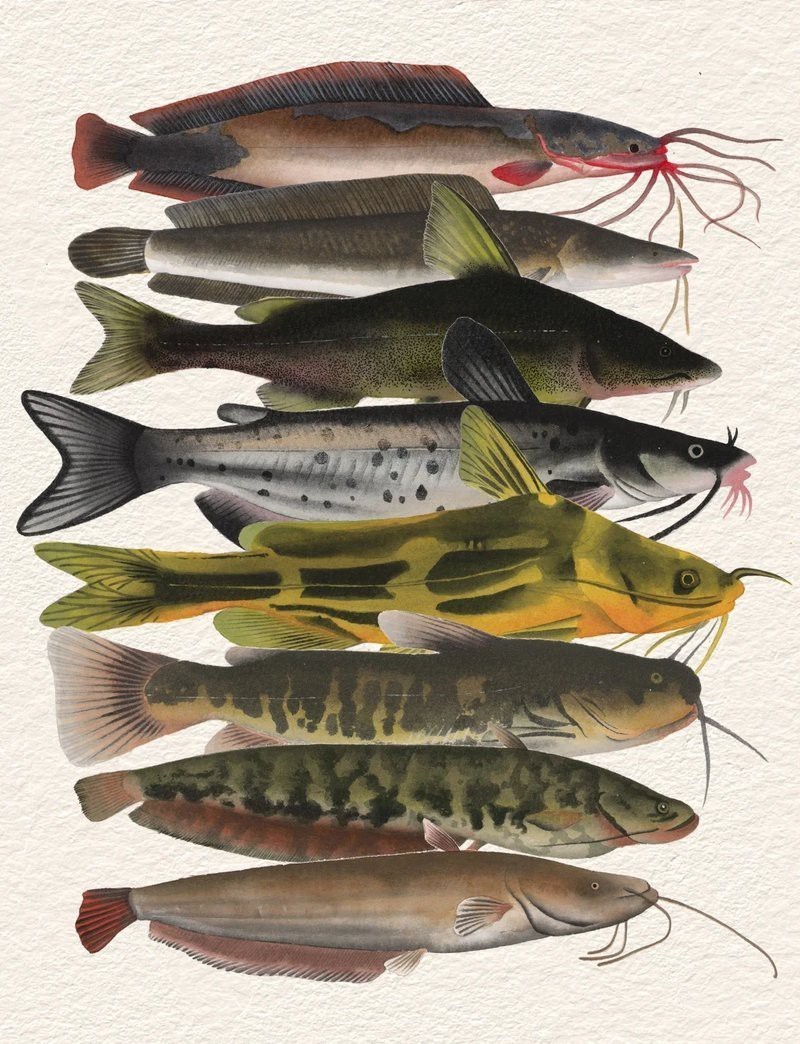 鯰魚公母對照圖片【《鯰魚公母對照圖片摘要》】