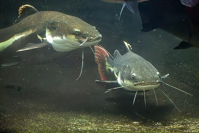 鯰魚公母對照圖片【《鯰魚公母對照圖片摘要》】