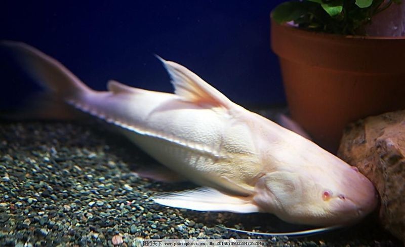鯰魚公母對照圖片【《鯰魚公母對照圖片摘要》】