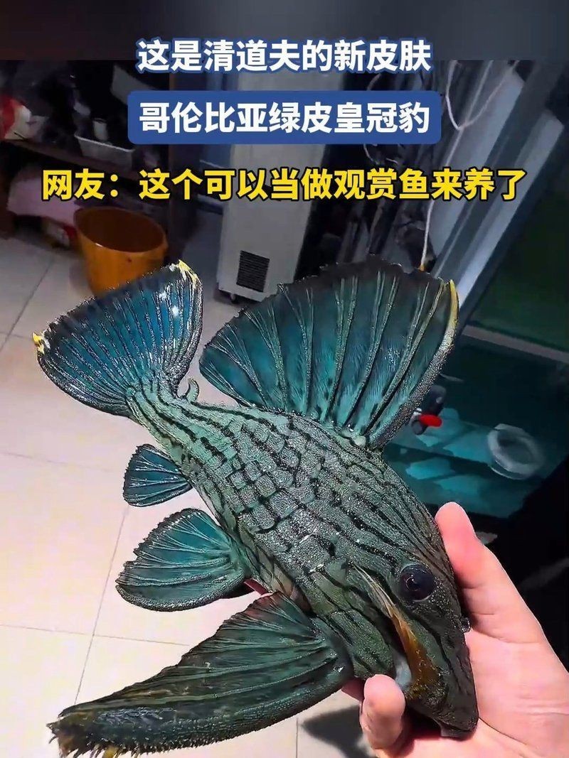 綠皮皇冠豹最建議買的三個顏色【綠皮皇冠豹最建議購買的三個顏色】