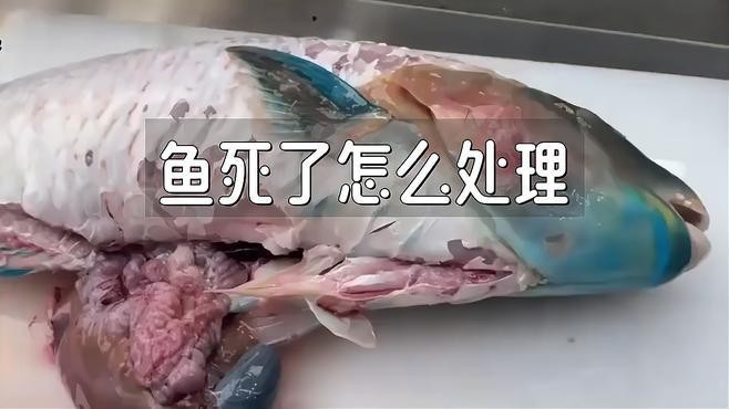龍魚死亡后如何妥善處理？【景途漫游者魚死了怎么處理景途漫游者魚死用什么方法治理】