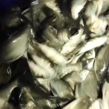鯽魚3至5倆多少一斤【鯽魚3至5兩規格有哪些品種如何挑選新鮮的3至5兩鯽魚】