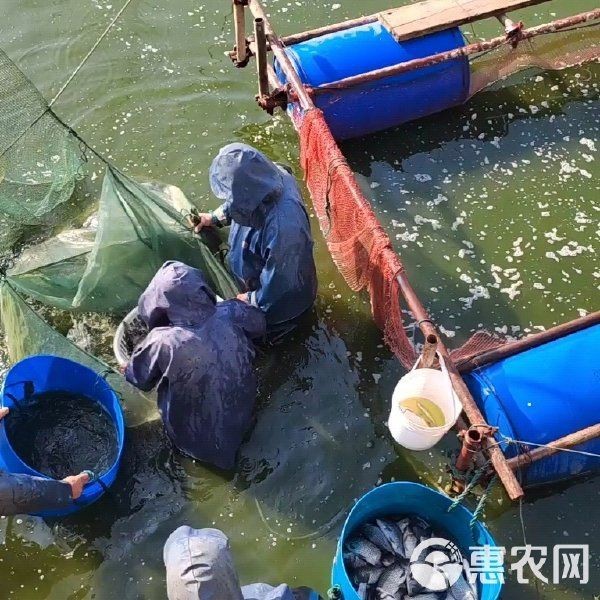 鯽魚3至5倆多少一斤【鯽魚3至5兩規格有哪些品種如何挑選新鮮的3至5兩鯽魚】 鯽魚3至5倆多少一斤【鯽魚3至5兩規格有哪些品種如何挑選新鮮的3至5兩鯽魚】 龍魚論壇 第5張