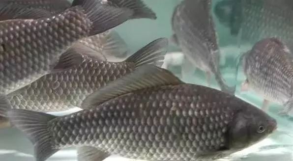鯽魚3至5倆多少一斤【鯽魚3至5兩規格有哪些品種如何挑選新鮮的3至5兩鯽魚】
