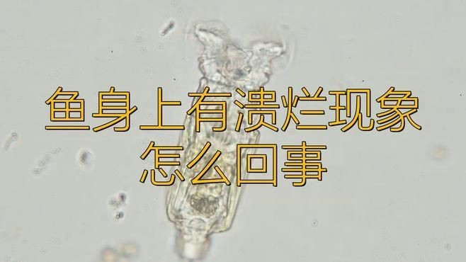 如何預防魚爛身病的再次發生？【冬季魚塘紅頭爛身原因及防治方法全民小視頻全民小視頻】 如何預防魚爛身病的再次發生？【冬季魚塘紅頭爛身原因及防治方法全民小視頻全民小視頻】 龍魚百科 第1張
