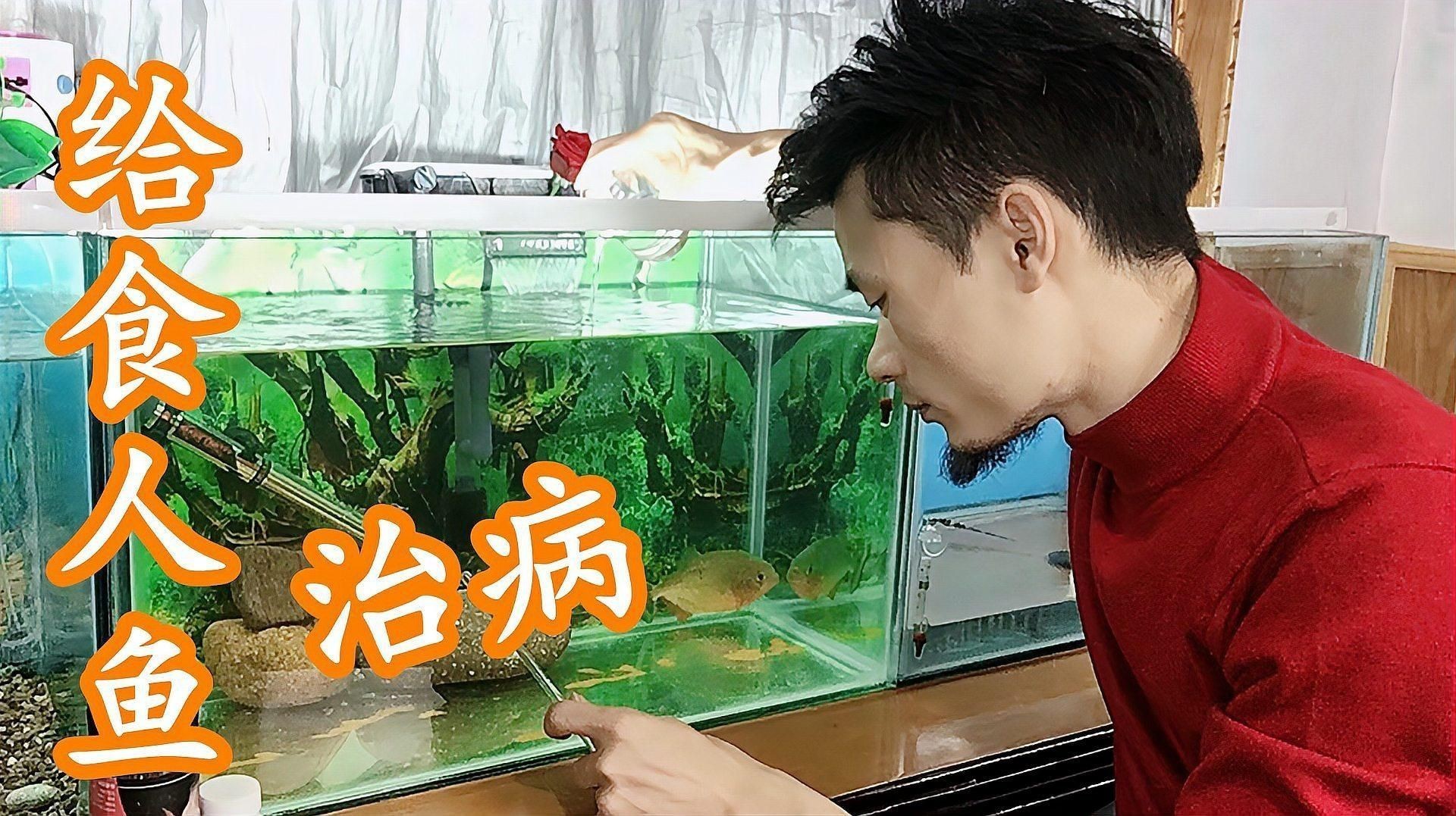 如何預防魚爛身病的再次發生？【冬季魚塘紅頭爛身原因及防治方法全民小視頻全民小視頻】 如何預防魚爛身病的再次發生？【冬季魚塘紅頭爛身原因及防治方法全民小視頻全民小視頻】 龍魚百科 第5張