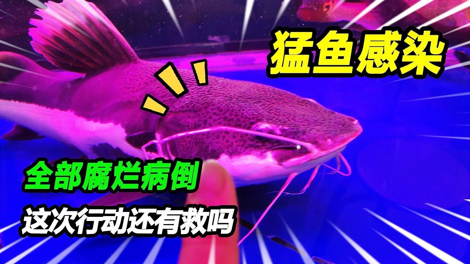 如何預防魚爛身病的再次發生？【冬季魚塘紅頭爛身原因及防治方法全民小視頻全民小視頻】 如何預防魚爛身病的再次發生？【冬季魚塘紅頭爛身原因及防治方法全民小視頻全民小視頻】 龍魚百科 第6張