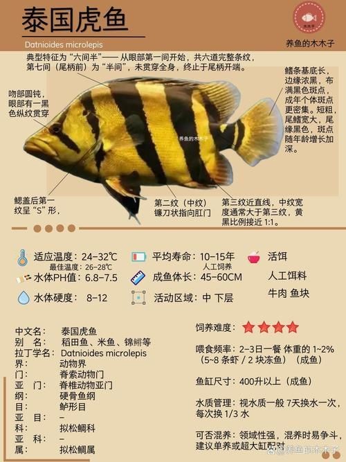虎魚品種介紹圖【虎魚品種介紹】 虎魚品種介紹圖【虎魚品種介紹】 龍魚論壇 第2張