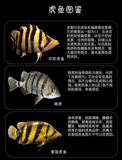 虎魚品種介紹圖【虎魚品種介紹】 虎魚品種介紹圖【虎魚品種介紹】 龍魚論壇 第3張