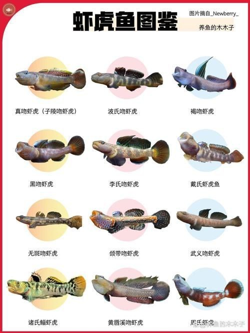 虎魚品種介紹圖【虎魚品種介紹】 虎魚品種介紹圖【虎魚品種介紹】 龍魚論壇 第15張