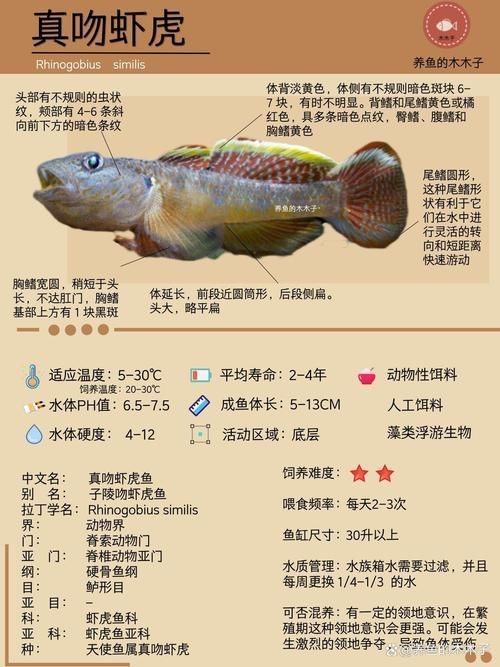 虎魚品種介紹圖【虎魚品種介紹】 虎魚品種介紹圖【虎魚品種介紹】 龍魚論壇 第14張