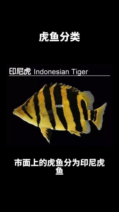 虎魚品種介紹圖【虎魚品種介紹】 虎魚品種介紹圖【虎魚品種介紹】 龍魚論壇 第18張