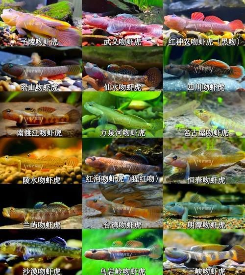 虎魚品種介紹圖【虎魚品種介紹】 虎魚品種介紹圖【虎魚品種介紹】 龍魚論壇 第23張