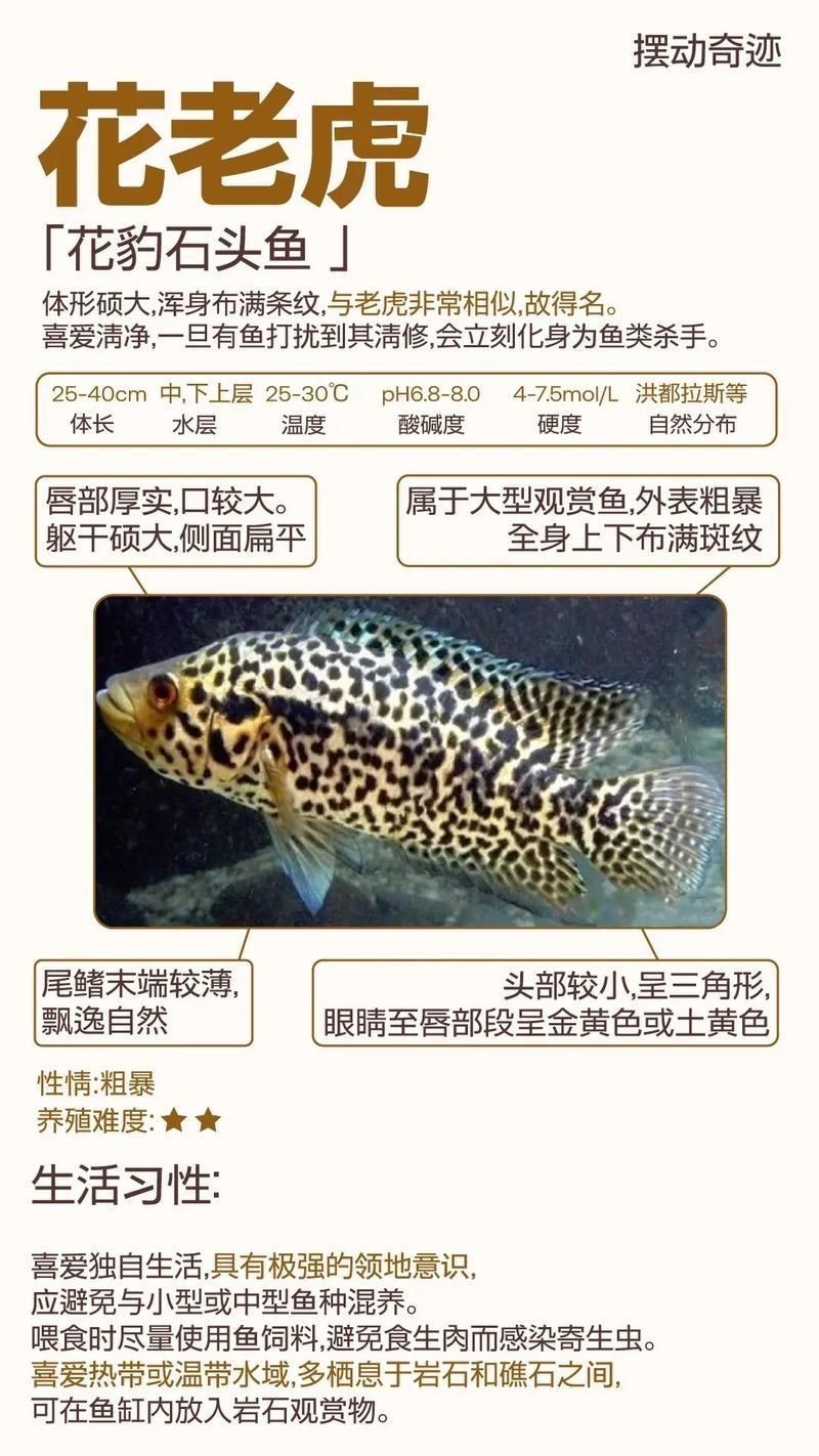 虎魚品種介紹圖【虎魚品種介紹】 虎魚品種介紹圖【虎魚品種介紹】 龍魚論壇 第22張