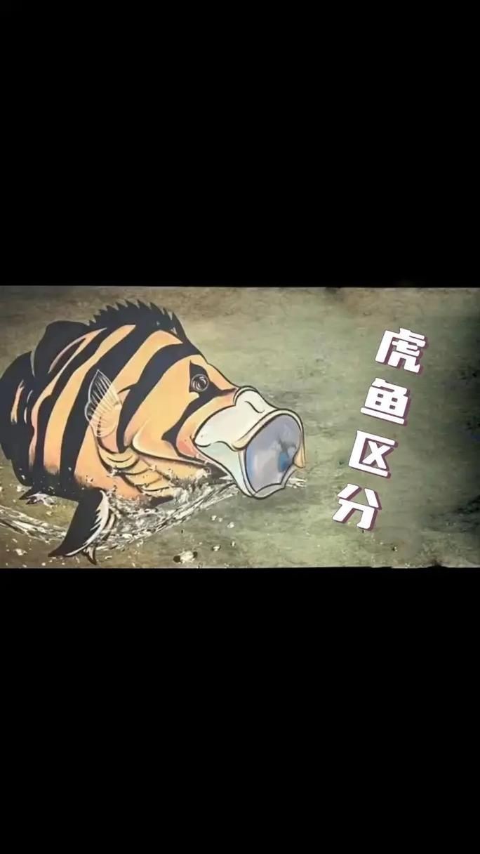 虎魚品種介紹圖【虎魚品種介紹】 虎魚品種介紹圖【虎魚品種介紹】 龍魚論壇 第21張