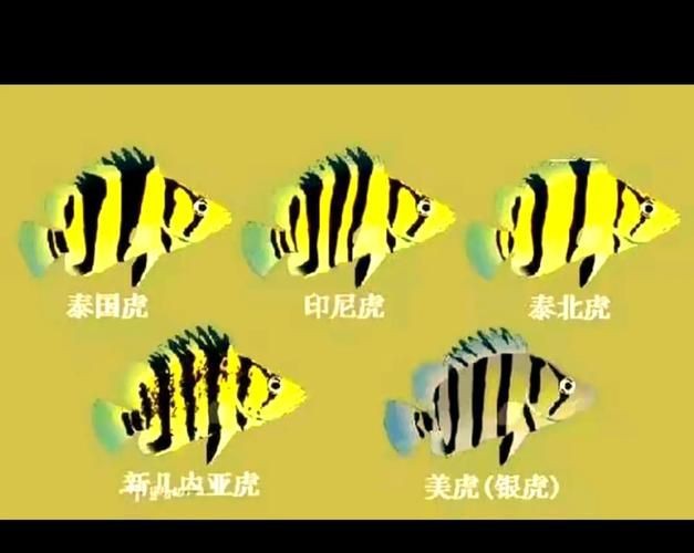 虎魚品種介紹圖【虎魚品種介紹】 虎魚品種介紹圖【虎魚品種介紹】 龍魚論壇 第24張