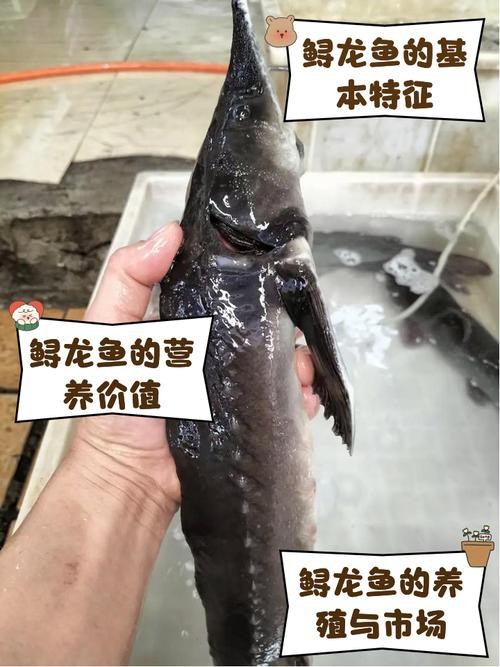 鱘龍魚(yú)照片【《鱘龍魚(yú)照片背后的神秘與魅力》】
