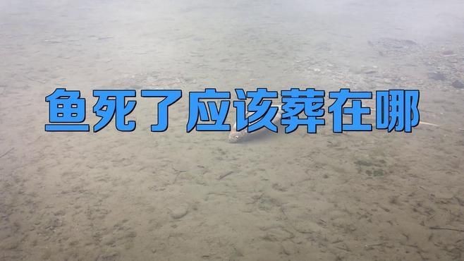 紅龍魚死了埋在哪里最好【紅龍魚死了該扔還是埋3大處理誤區+正確處理】