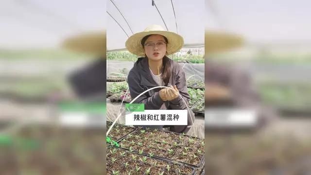 辣椒和誰種在一起好【辣椒與什么種在一起好】