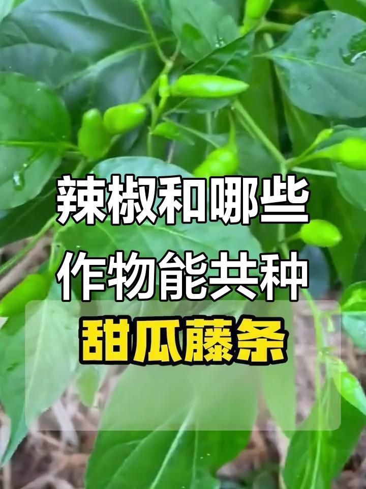 辣椒和誰種在一起好【辣椒與什么種在一起好】
