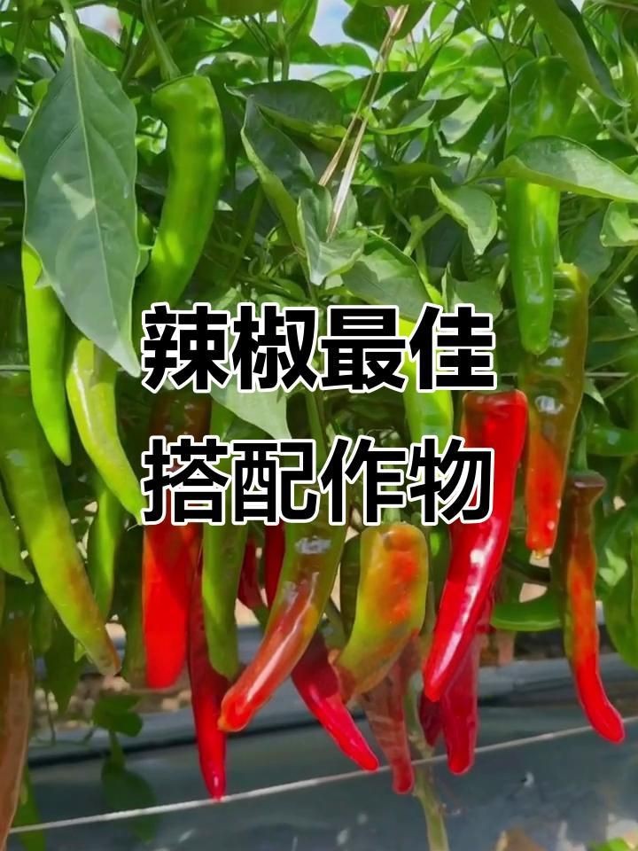 辣椒和誰種在一起好【辣椒與什么種在一起好】