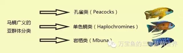 馬拉莫寶石能和埃及混養嗎【馬拉莫寶石魚和埃及神仙魚不建議混養】 龍魚百科 第6張 馬拉莫寶石能和埃及混養嗎【馬拉莫寶石魚和埃及神仙魚不建議混養】 馬拉莫寶石能和埃及混養嗎【馬拉莫寶石魚和埃及神仙魚不建議混養】 龍魚百科 第6張