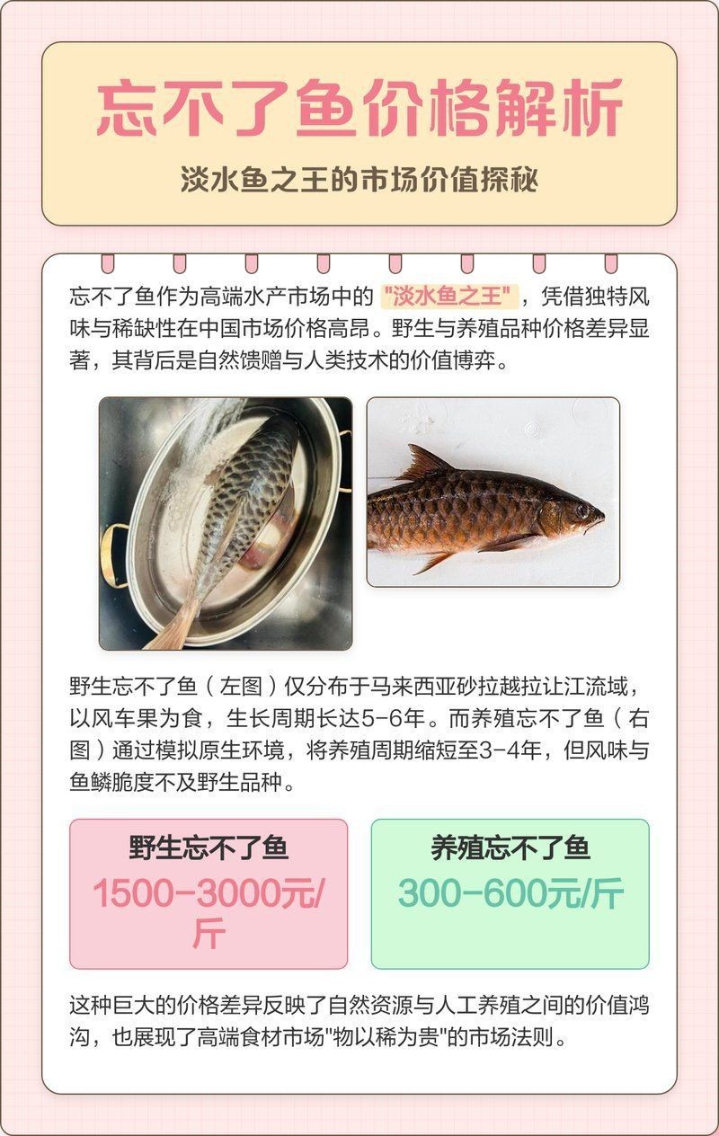 馬來忘不了魚價格表【《馬來忘不了魚價格表》】