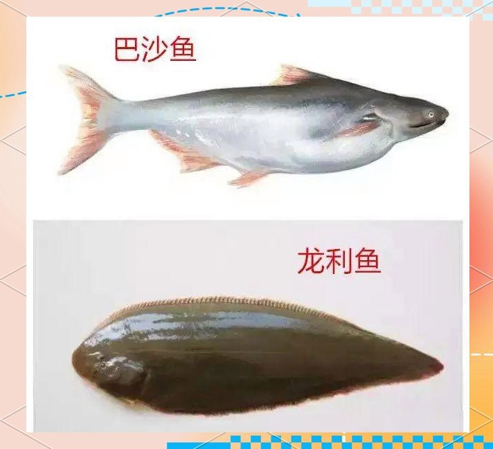 多利魚和巴沙魚區別【多利魚與巴沙魚的區別】