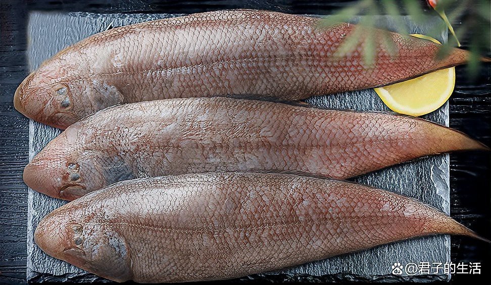 多利魚和巴沙魚區別【多利魚與巴沙魚的區別】