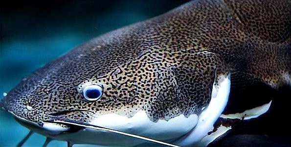 淡水魚到了海里會死嗎【淡水魚到了海里會死嗎？】