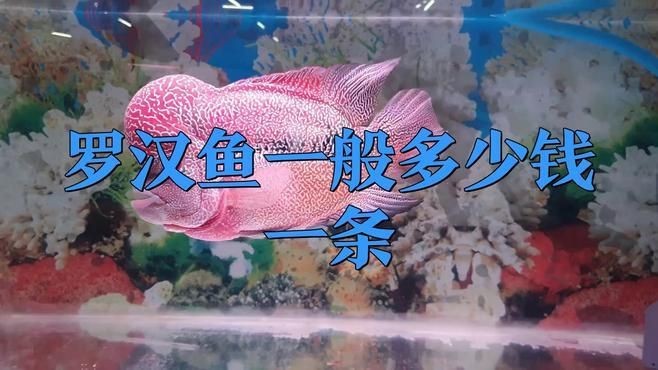 羅漢魚里最便宜的品種【珍珠羅漢魚一般多少錢一條學涯擺渡人一般多少錢一條學涯擺渡人】