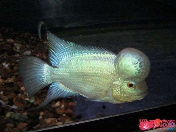 羅漢魚里最便宜的品種【珍珠羅漢魚一般多少錢一條學涯擺渡人一般多少錢一條學涯擺渡人】