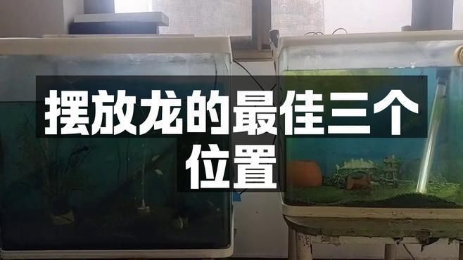 白子招財龍的最佳擺放位置【夢為魚擺放龍的最佳三個位置文化縱覽白子招財龍的擺放位置】