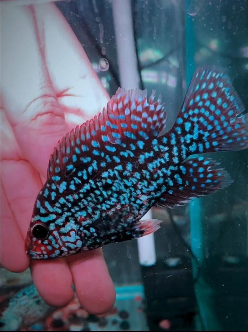 羅漢魚苗退沙圖解【《羅漢魚苗退沙圖解》】