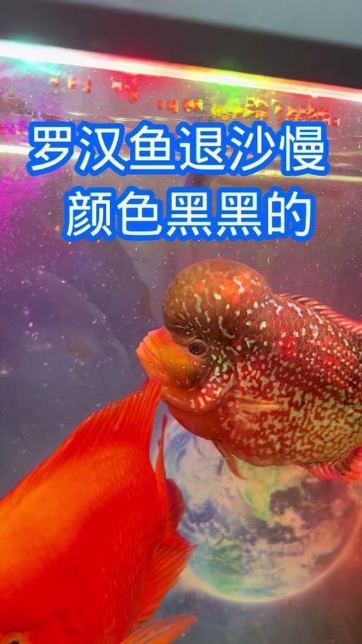 羅漢魚苗退沙圖解【《羅漢魚苗退沙圖解》】