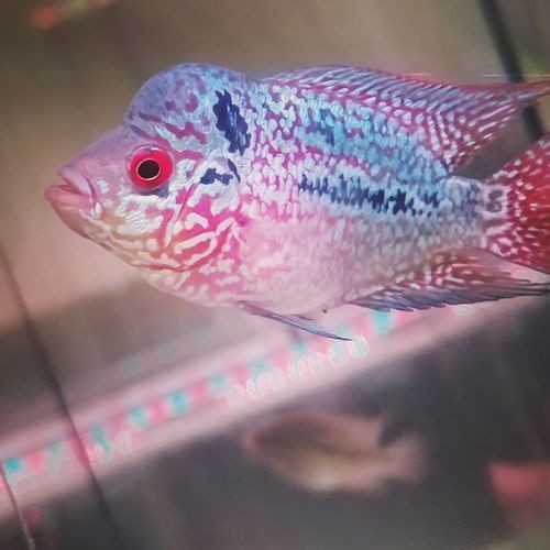 羅漢魚苗退沙圖解【《羅漢魚苗退沙圖解》】