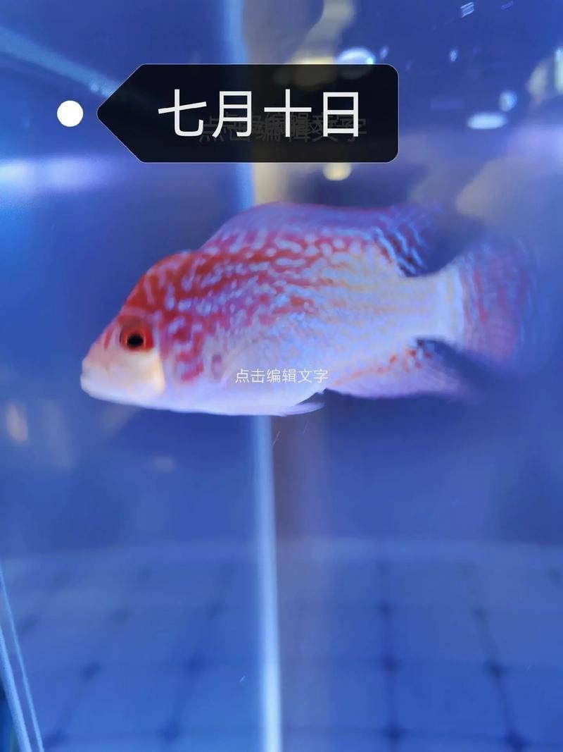 羅漢魚苗退沙圖解【《羅漢魚苗退沙圖解》】