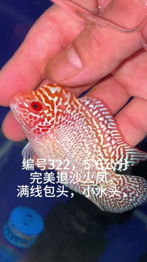 羅漢魚苗退沙圖解【《羅漢魚苗退沙圖解》】