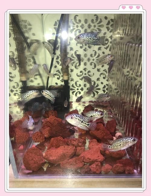 羅漢魚苗退沙圖解【《羅漢魚苗退沙圖解》】